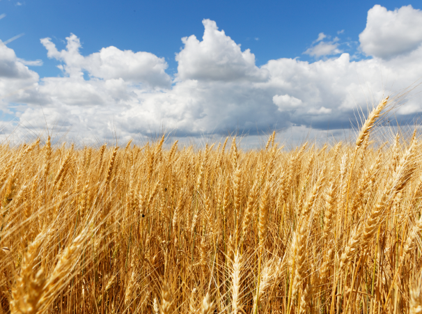 beautiful wheat